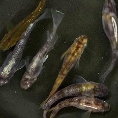 【優雅】黄白虎メダカ7匹の画像