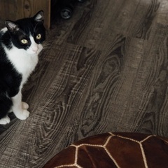 フローリング材譲りますの画像