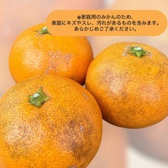 ゆら早生みかん ご家庭用  1kg400円 #6
の画像