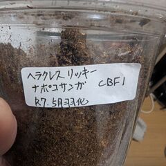 ✨️ヘラクレスリッキー2令幼虫3頭セット激安✨️の画像