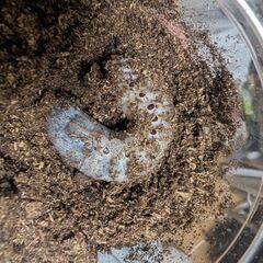 ✨️ヘラクレスリッキー2令幼虫3頭セット激安✨️の画像