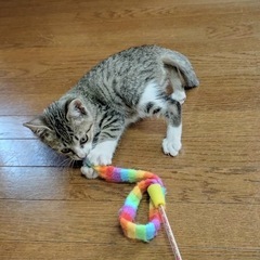 強運のキジシロの女の子❣️ずっとの🏠待ってます