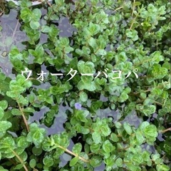 🐟水草いろいろ 7ポットの画像