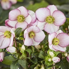 クリスマスローズ　ピコティタイプ実生ポット　ポットのまま発送いたしますの画像