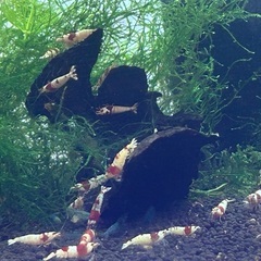 格安❗️レッドビーシュリンプ　大好評‼️受付終了🙇‍♂️の画像