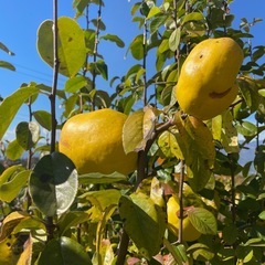 かりん　差し上げます。の画像