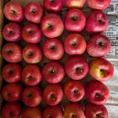 りんご　ふじ　5キロ　の画像