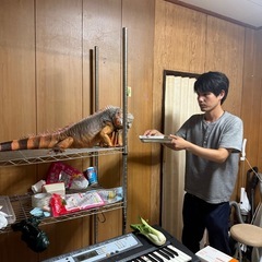 （お話中です）レッドイグアナ　アダルト個体