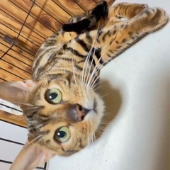 引退猫　ベンガル君
