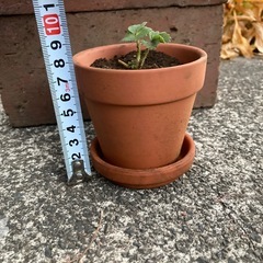 いちごの苗の画像