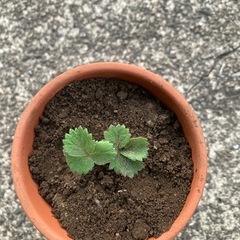 いちごの苗の画像