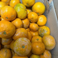 訳あり カサカサみかん🍊 サイズバラバラ 無農薬 5キロの画像