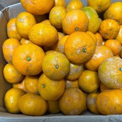 訳あり カサカサみかん🍊 サイズバラバラ 無農薬 5キロの画像
