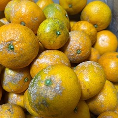 訳あり カサカサみかん🍊 サイズバラバラ 無農薬 5キロの画像