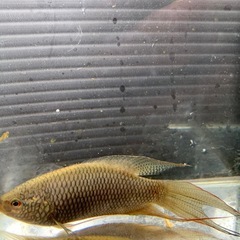 ブラックパラダイスフィッシュ ペア販売（ベトナム原産）の画像