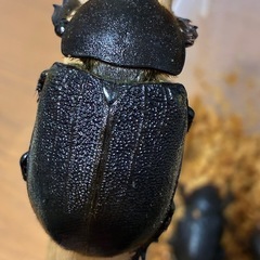 ヘラクレス♀単品の画像