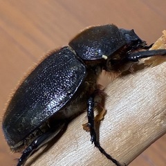 ヘラクレス♀単品の画像