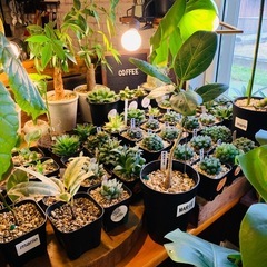 🪴多肉植物・観葉植物など興味ある方、好きな方