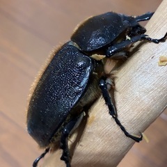 ヘラクレス♀単品の画像