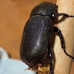 ヘラクレス♀単品の画像