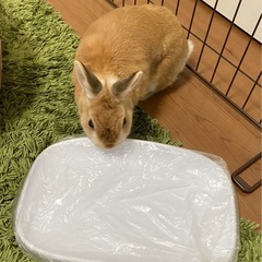 ペットスケール　小動物用の画像