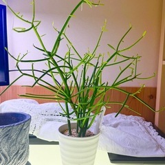 物々交換歓迎　元気なミルクブッシュ　室内用の画像