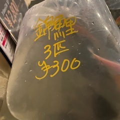 錦鯉300円の画像