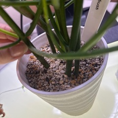 物々交換歓迎　元気なミルクブッシュ　室内用の画像