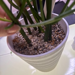 物々交換歓迎　元気なミルクブッシュ　室内用の画像