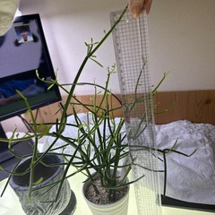 物々交換歓迎　元気なミルクブッシュ　室内用の画像