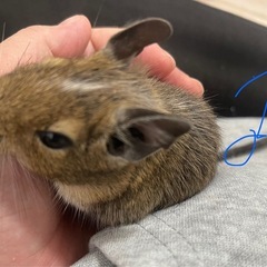 デグーマウス 9月生まれ　