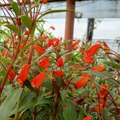 シーマニア　シバルティカ　5号ポット　そのまま発送いたします。の画像