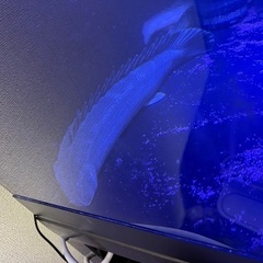 片ヒレ欠損ビキールビキール 45±の画像