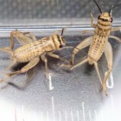 【売約済み】ヨーロッパイエコオロギ 100匹の画像