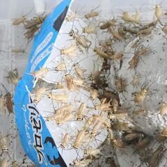 【売約済み】ヨーロッパイエコオロギ 100匹の画像