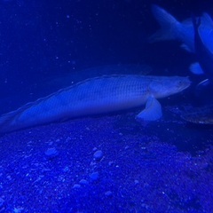 コンギクスwild 35±の画像