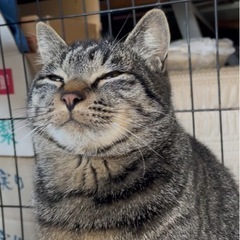 キジトラ優しい成猫