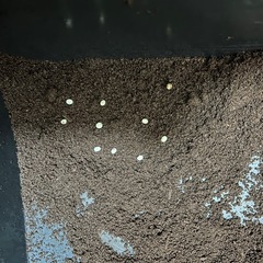 ヘラクレスオオカブト　幼虫の画像