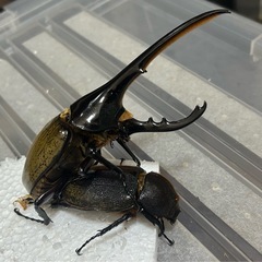 ヘラクレスオオカブト　幼虫の画像