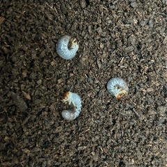 ヘラクレスオオカブト　幼虫の画像