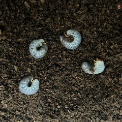 ヘラクレスオオカブト　幼虫の画像