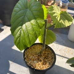 観葉植物　4鉢
の画像