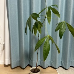 モンステラ&パキラの画像