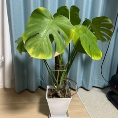 モンステラ&パキラの画像