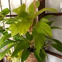 ポトス 黄緑色 中型 ロープ製鉢の画像