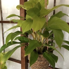ポトス 黄緑色 中型 ロープ製鉢の画像