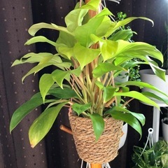 ポトス 黄緑色 中型 ロープ製鉢の画像