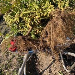 ①11/24黒枝豆の画像