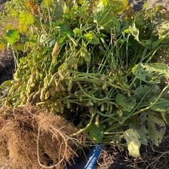 ①11/24黒枝豆の画像