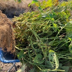 ①11/24黒枝豆の画像